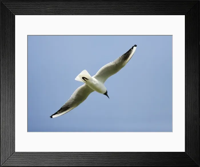 Framed Print : Black- headed Gull - in flight, Island of Texel, Holland Framed Print : Black- headed Gull - in flight, Island of Texel, Holland