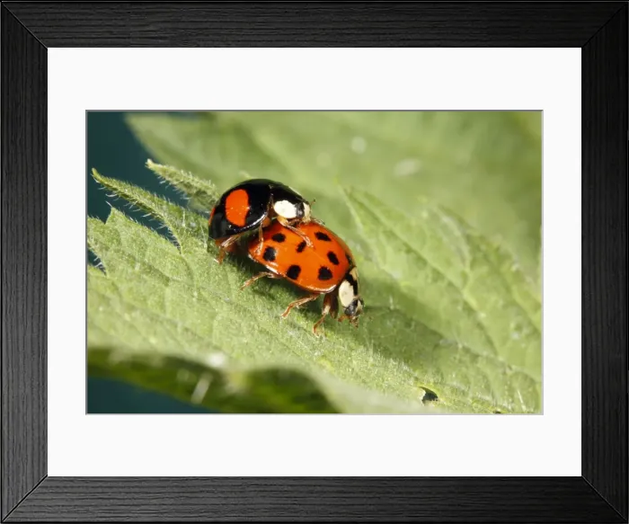 Framed Print : Harlequin Ladybirds - pair mating on leaf, Lower Saxony, Germany Framed Print : Harlequin Ladybirds - pair mating on leaf, Lower Saxony, Germany