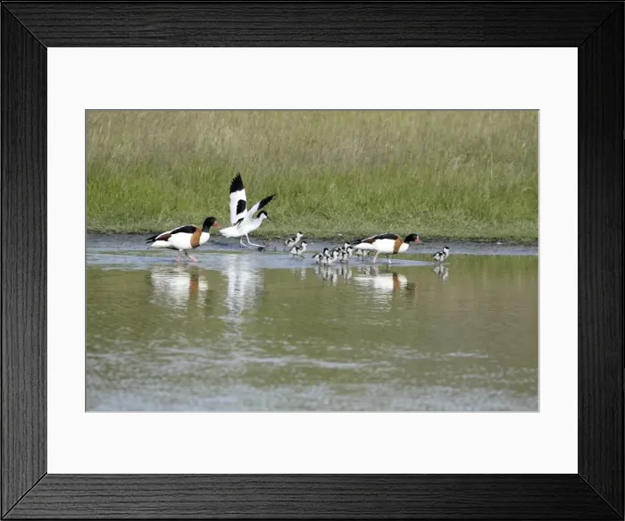 Framed Print : Avocet - attacking Shelduck family (Tadorna tadorna), Island of Texel, Holland