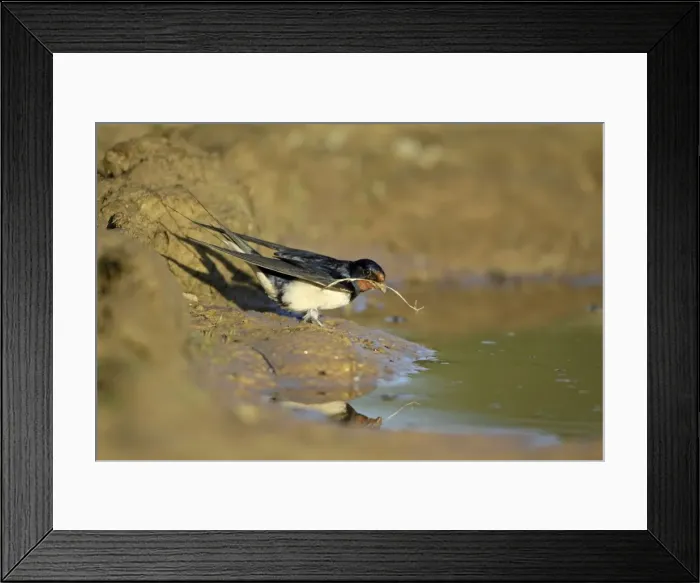 Framed Print : Barn Swallow - collecting nest material from puddle, Alentejo, Portugal Framed Print : Barn Swallow - collecting nest material from puddle, Alentejo, Portugal