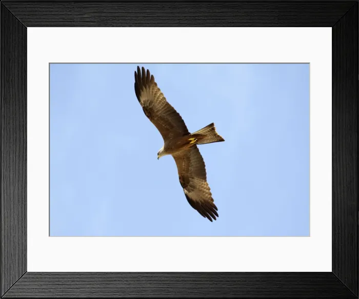 Framed Print : Black Kite - in flight, Extremadura, Spain Framed Print : Black Kite - in flight, Extremadura, Spain