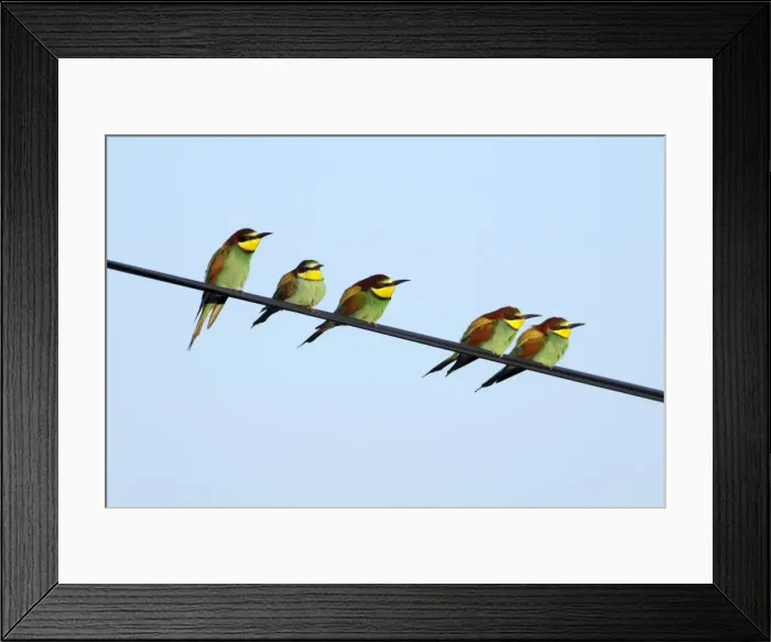 Framed Print : European Bee-Eater - 5 birds sitting on power cable, Alentejo, Portugal