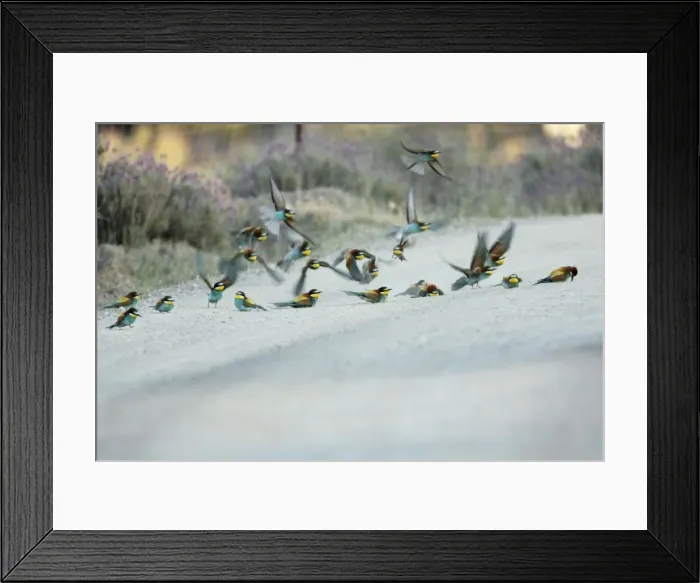 Framed Print : European Bee-Eater - flock taking a dust bath on a sandy track, Alentejo, Portugal Framed Print : European Bee-Eater - flock taking a dust bath on a sandy track, Alentejo, Portugal