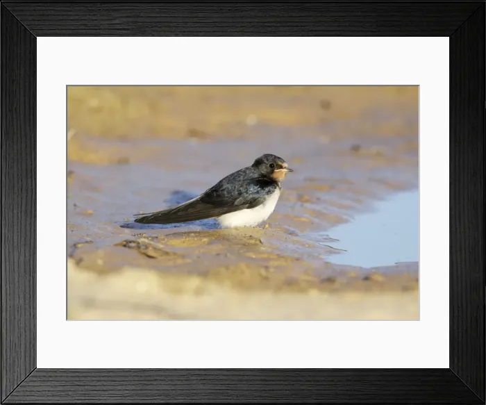 Framed Print : Barn Swallow - juvenile resting beside puddle, Alentejo, Portugal Framed Print : Barn Swallow - juvenile resting beside puddle, Alentejo, Portugal