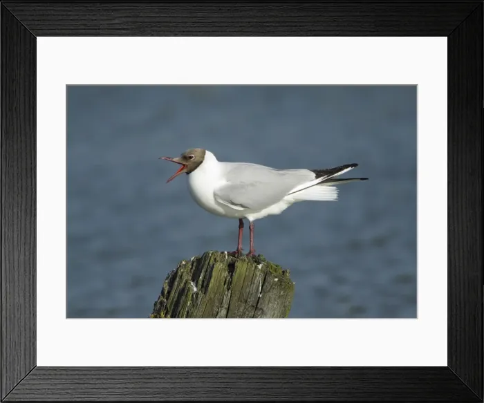 Framed Print : Black- headed Gull - calling from post in sea, Island of Texel, Holland Framed Print : Black- headed Gull - calling from post in sea, Island of Texel, Holland