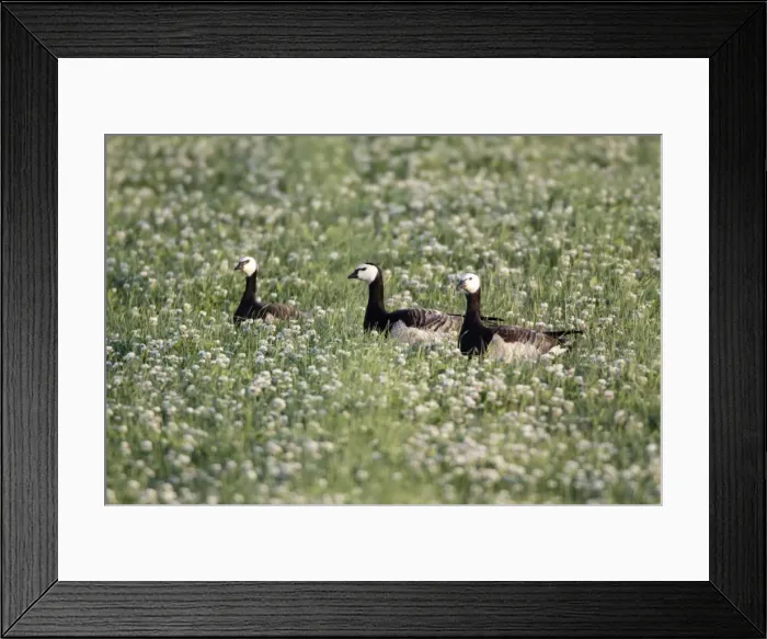 Framed Print : Barnacle Geese - resting on field of clover, Island of Texel, Holland Framed Print : Barnacle Geese - resting on field of clover, Island of Texel, Holland