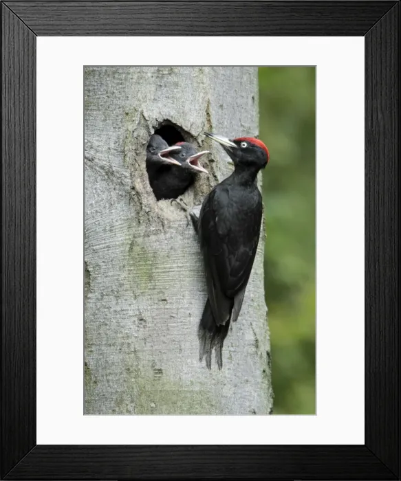 Framed Print : Black Woodpecker - male at nest entrance with 2 chicks begging for food, Lower Saxony, Germany Framed Print : Black Woodpecker - male at nest entrance with 2 chicks begging for food, Lower Saxony, Germany