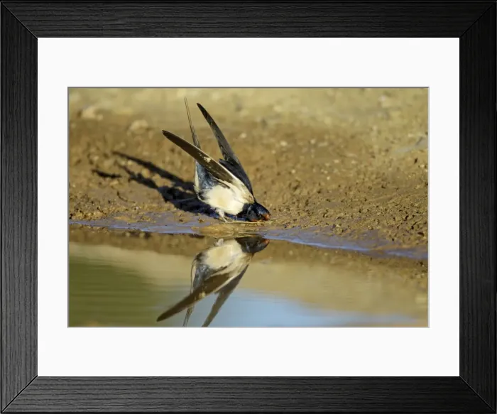 Framed Print : Barn Swallow - collecting nest material from puddle, Alentejo, Portugal Framed Print : Barn Swallow - collecting nest material from puddle, Alentejo, Portugal