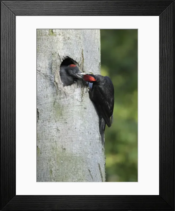 Framed Print : Black Woodpecker - male at nest entrance feeding chick, Lower Saxony, Germany Framed Print : Black Woodpecker - male at nest entrance feeding chick, Lower Saxony, Germany