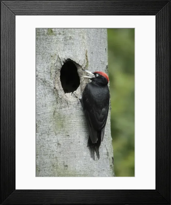 Framed Print : Black Woodpecker - male at nest entrance calling to chicks, Lower Saxony, Germany Framed Print : Black Woodpecker - male at nest entrance calling to chicks, Lower Saxony, Germany