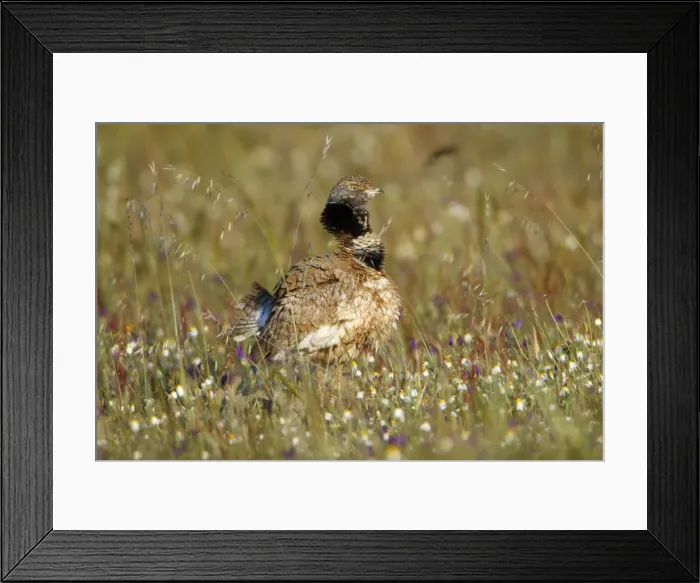 Framed Print : Little Bustard - male ruffling feathers, Herdade de Sao Marcos Great Bustard Reseve and NP, beside township Castro Verde, Alentejo, Portugal Framed Print : Little Bustard - male ruffling feathers, Herdade de Sao Marcos Great Bustard Reseve and NP, beside township Castro Verde, Alentejo, Portugal