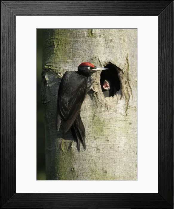 Framed Print : Black Woodpecker - male at nest entrance feeding chick, Lower Saxony, Germany Framed Print : Black Woodpecker - male at nest entrance feeding chick, Lower Saxony, Germany