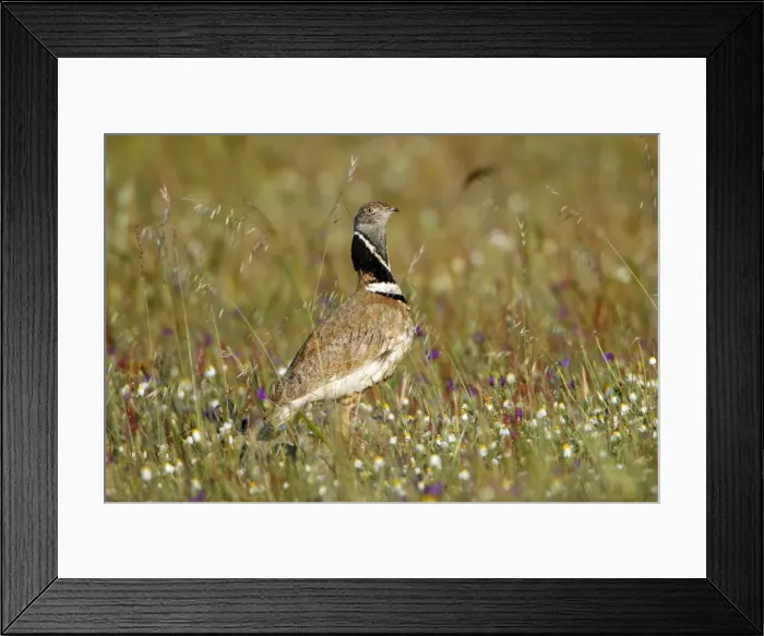 Framed Print : Little Bustard - male amongst wild flowers, Herdade de Sao Marcos Great Bustard Reseve and NP, beside township Castro Verde, Alentejo, Portugal Framed Print : Little Bustard - male amongst wild flowers, Herdade de Sao Marcos Great Bustard Reseve and NP, beside township Castro Verde, Alentejo, Portugal