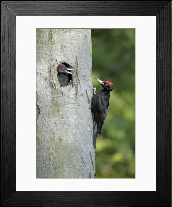 Framed Print : Black Woodpecker - male approaching nest entrance with food begging chick, Lower Saxony, Germany Framed Print : Black Woodpecker - male approaching nest entrance with food begging chick, Lower Saxony, Germany