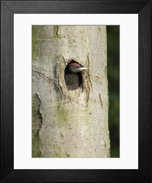 Framed Print : Black Woodpecker - chick at nest entrance, Lower Saxony, Germany Framed Print : Black Woodpecker - chick at nest entrance, Lower Saxony, Germany