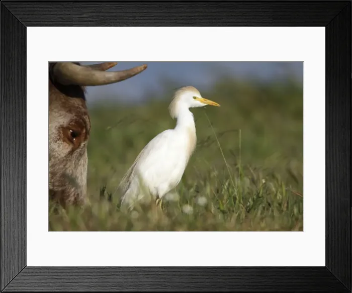 Framed Print : Cattle Egret - foraging for insects beside cow, Herdade de Sao Marcos Great Bustard Reseve and NP, beside township Castro Verde, Alentejo, Portugal Framed Print : Cattle Egret - foraging for insects beside cow, Herdade de Sao Marcos Great Bustard Reseve and NP, beside township Castro Verde, Alentejo, Portugal
