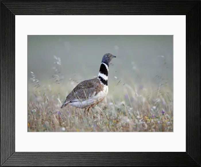 Framed Print : Little Bustard - male on grassland, Herdade de Sao Marcos Great Bustard Reseve and NP, beside township Castro Verde, Alentejo, Portugal Framed Print : Little Bustard - male on grassland, Herdade de Sao Marcos Great Bustard Reseve and NP, beside township Castro Verde, Alentejo, Portugal