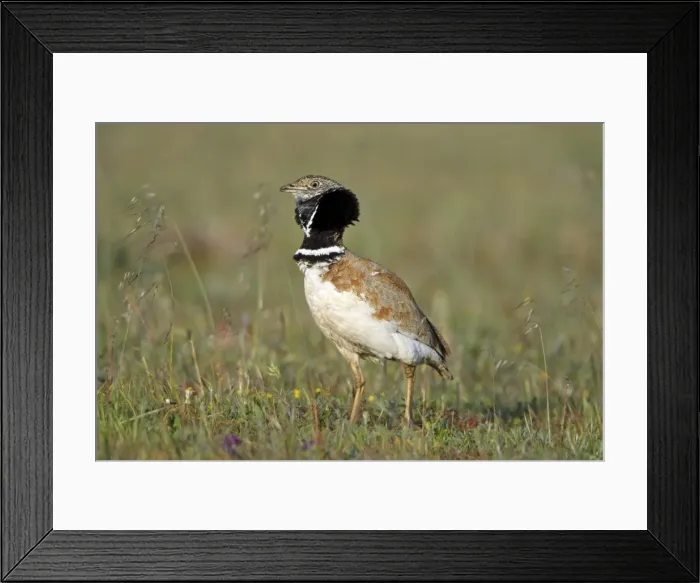 Framed Print : Little Bustard - male displaying at lek, Herdade de Sao Marcos Great Bustard Reseve and NP, beside township Castro Verde, Alentejo, Portugal Framed Print : Little Bustard - male displaying at lek, Herdade de Sao Marcos Great Bustard Reseve and NP, beside township Castro Verde, Alentejo, Portugal