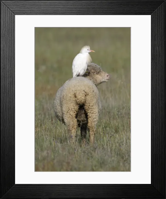 Framed Print : Cattle Egret - perched on back of Merino sheep, Herdade de Sao Marcos Great Bustard Reseve and NP, beside township Castro Verde, Alentejo, Portugal Framed Print : Cattle Egret - perched on back of Merino sheep, Herdade de Sao Marcos Great Bustard Reseve and NP, beside township Castro Verde, Alentejo, Portugal