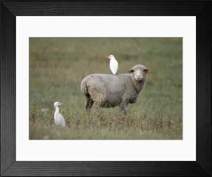 Framed Print : Cattle Egret - perched on back of Merino sheep, Herdade de Sao Marcos Great Bustard Reseve and NP, beside township Castro Verde, Alentejo, Portugal Framed Print : Cattle Egret - perched on back of Merino sheep, Herdade de Sao Marcos Great Bustard Reseve and NP, beside township Castro Verde, Alentejo, Portugal