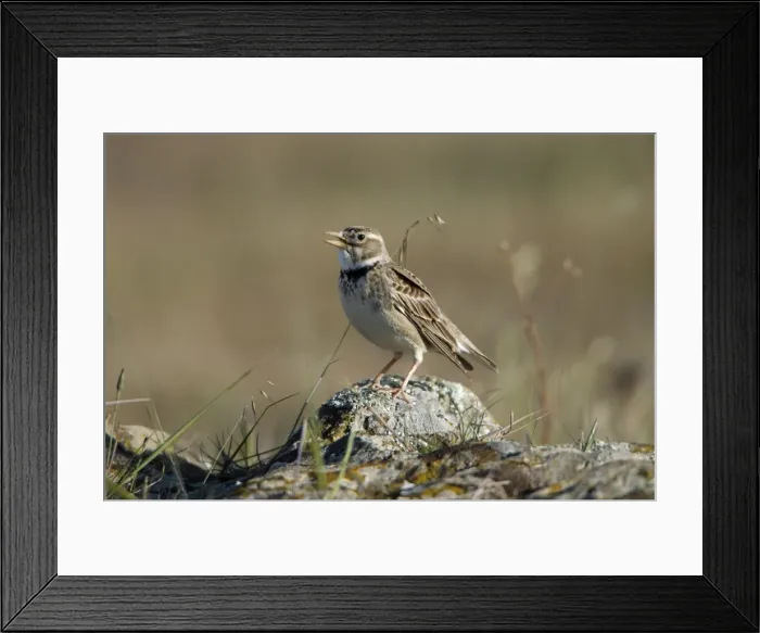 Framed Print : Calandra Lark - perched on stone singing, Herdade de Sao Marcos Great Bustard Reseve and NP, beside township Castro Verde, Alentejo, Portugal Framed Print : Calandra Lark - perched on stone singing, Herdade de Sao Marcos Great Bustard Reseve and NP, beside township Castro Verde, Alentejo, Portugal