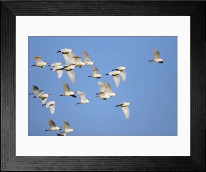 Framed Print : Cattle Egret - flock in flight, Herdade de Sao Marcos Great Bustard Reseve and NP, beside township Castro Verde, Alentejo, Portugal Framed Print : Cattle Egret - flock in flight, Herdade de Sao Marcos Great Bustard Reseve and NP, beside township Castro Verde, Alentejo, Portugal