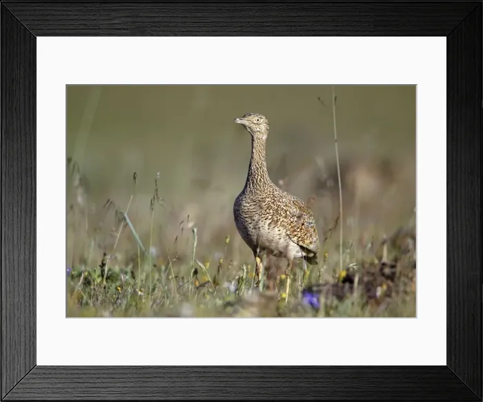 Framed Print : Little Bustard - female at lek, Herdade de Sao Marcos Great Bustard Reseve and NP, beside township Castro Verde, Alentejo, Portugal Framed Print : Little Bustard - female at lek, Herdade de Sao Marcos Great Bustard Reseve and NP, beside township Castro Verde, Alentejo, Portugal