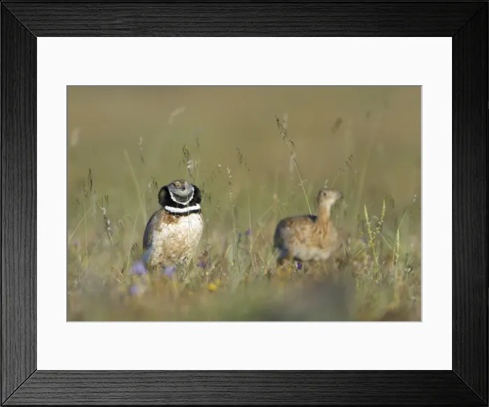 Framed Print : Little Bustard - male chasing female at lek, Herdade de Sao Marcos Great Bustard Reseve and NP, beside township Castro Verde, Alentejo, Portugal Framed Print : Little Bustard - male chasing female at lek, Herdade de Sao Marcos Great Bustard Reseve and NP, beside township Castro Verde, Alentejo, Portugal