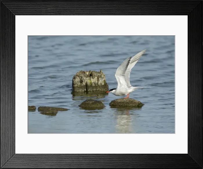 Framed Print : Common Tern, - about to take off from stones in sea, Island of Texel, Holland Framed Print : Common Tern, - about to take off from stones in sea, Island of Texel, Holland