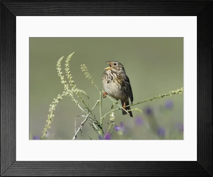 Framed Print : Corn Bunting - singing from plant, Herdade de Sao Marcos Great Bustard Reseve and NP, beside township Castro Verde, Alentejo, Portugal Framed Print : Corn Bunting - singing from plant, Herdade de Sao Marcos Great Bustard Reseve and NP, beside township Castro Verde, Alentejo, Portugal