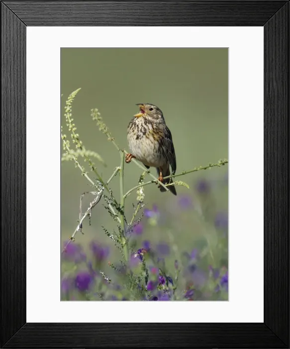 Framed Print : Corn Bunting - singing from plant, Herdade de Sao Marcos Great Bustard Reseve and NP, beside township Castro Verde, Alentejo, Portugal Framed Print : Corn Bunting - singing from plant, Herdade de Sao Marcos Great Bustard Reseve and NP, beside township Castro Verde, Alentejo, Portugal