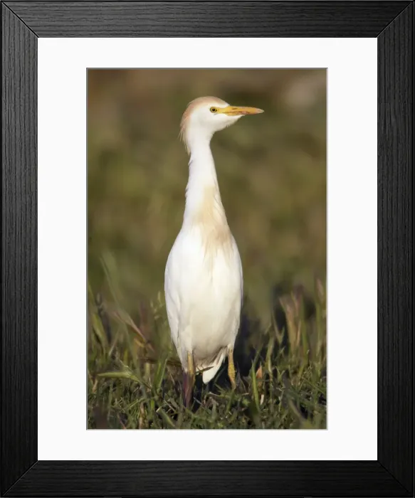 Framed Print : Cattle Egret - portrait, Herdade de Sao Marcos Great Bustard Reseve and NP, beside township Castro Verde, Alentejo, Portugal Framed Print : Cattle Egret - portrait, Herdade de Sao Marcos Great Bustard Reseve and NP, beside township Castro Verde, Alentejo, Portugal