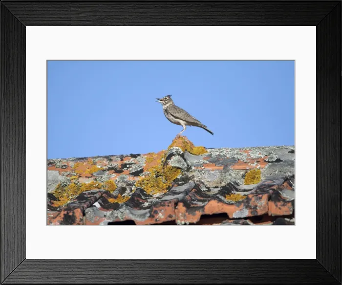 Framed Print : Crested Lark - perched on roof singing, Alentejo, Portugal Framed Print : Crested Lark - perched on roof singing, Alentejo, Portugal