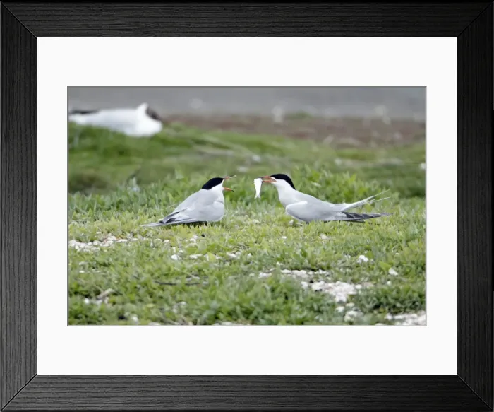 Framed Print : Common Tern - pair courtship displaying, with fish offering, Island of Texel, Holland Framed Print : Common Tern - pair courtship displaying, with fish offering, Island of Texel, Holland