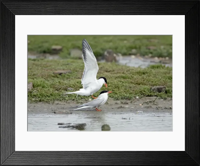 Framed Print : Common Tern, - pair mating during breeding season, Island of Texel, Holland Framed Print : Common Tern, - pair mating during breeding season, Island of Texel, Holland