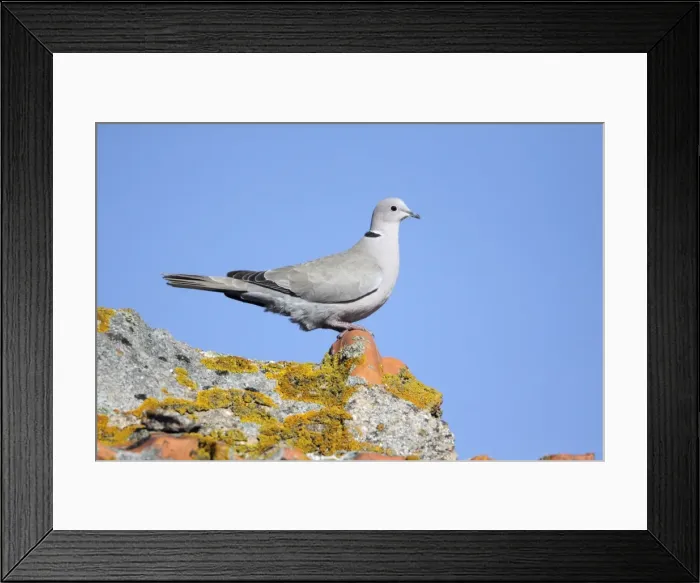 Framed Print : Collard Dove - perched on roof, Alentejo, Portugal Framed Print : Collard Dove - perched on roof, Alentejo, Portugal