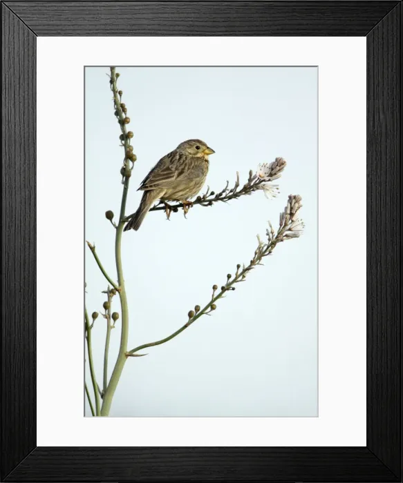 Framed Print : Corn Bunting - perched on Asphodel plant (Asphodelus albus), Herdade de Sao Marcos Great Bustard Reseve and NP, beside township Castro Verde, Alentejo, Portugal Framed Print : Corn Bunting - perched on Asphodel plant (Asphodelus albus), Herdade de Sao Marcos Great Bustard Reseve and NP, beside township Castro Verde, Alentejo, Portugal