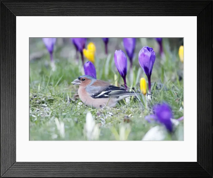 Framed Print : Chaffinch - male searching for food in garden between flowering crocus, Lower Saxony, Germany Framed Print : Chaffinch - male searching for food in garden between flowering crocus, Lower Saxony, Germany