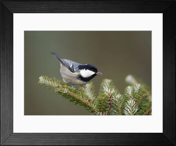 Framed Print : Coal Tit - searching for food on fir tree, Lower Saxony Germany Framed Print : Coal Tit - searching for food on fir tree, Lower Saxony Germany
