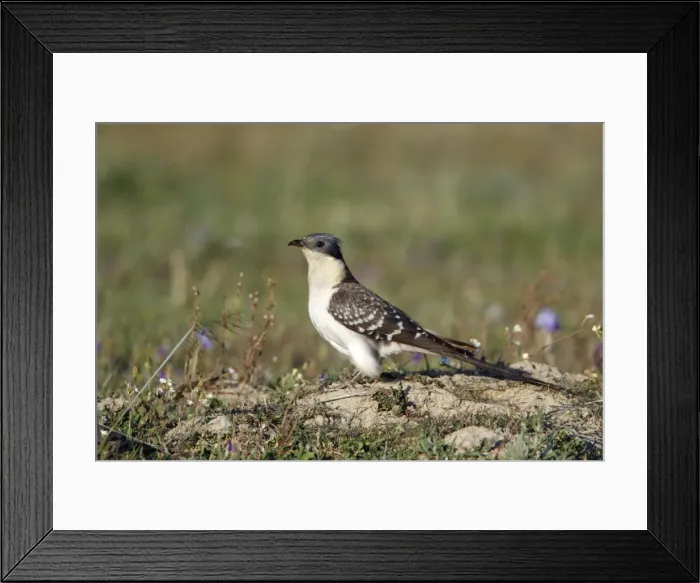Framed Print : Great Spotted Cuckoo - on meadow, Herdade de Sao Marcos Great Bustard Reseve and NP, beside township Castro Verde, Alentejo, Portugal Framed Print : Great Spotted Cuckoo - on meadow, Herdade de Sao Marcos Great Bustard Reseve and NP, beside township Castro Verde, Alentejo, Portugal