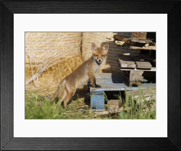 Framed Print : Red Fox - cub standing on pallet in open barn, Hessen, Germany Framed Print : Red Fox - cub standing on pallet in open barn, Hessen, Germany