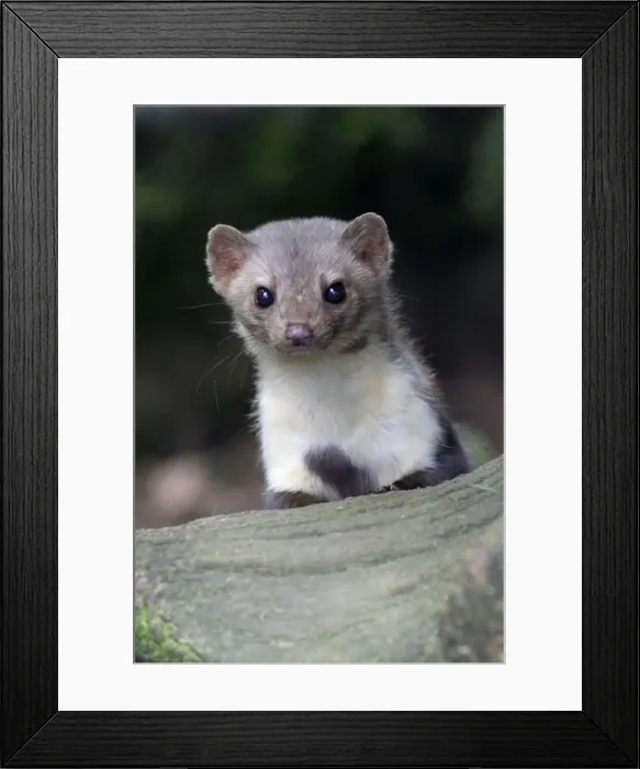 Framed Print : Beech / Stone Marten - portrait of animal looking alert, Hessen, Germany Framed Print : Beech / Stone Marten - portrait of animal looking alert, Hessen, Germany
