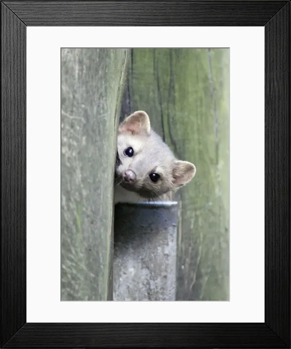 Framed Print : Beech  /  Stone Marten - looking out of den entrance in tree stem, Hessen, Germany