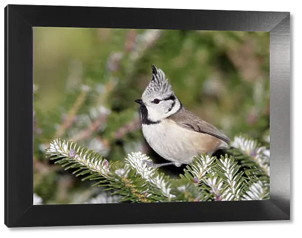 Crested Tit - perched on fir tree, Lower Saxony, Germany