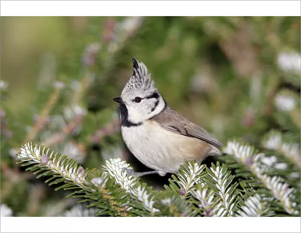 Crested Tit - perched on fir tree, Lower Saxony, Germany