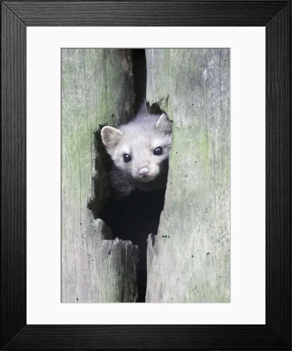 Framed Print : Beech / Stone Marten - looking out of den entrance in tree stem, Hessen, Germany Framed Print : Beech / Stone Marten - looking out of den entrance in tree stem, Hessen, Germany