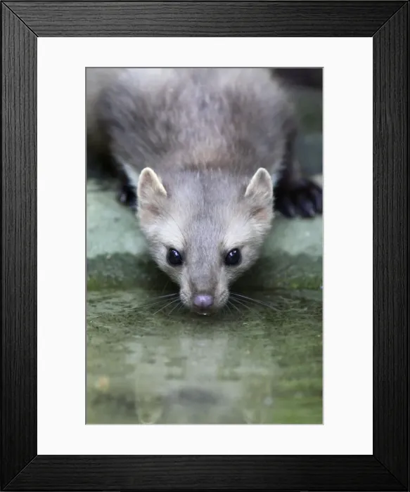 Framed Print : Beech / Stone Marten - drinking from pool, Hessen, Germany Framed Print : Beech / Stone Marten - drinking from pool, Hessen, Germany