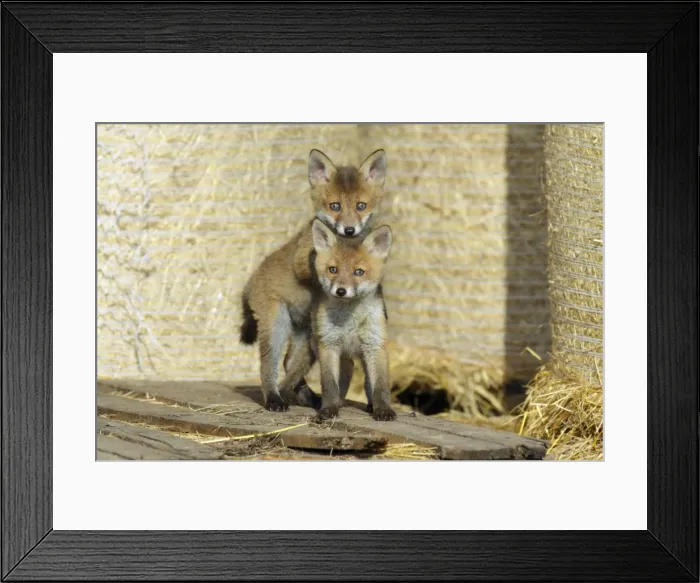 Framed Print : Red Fox - 2 cubs playing in open barn, Hessen, Germany Framed Print : Red Fox - 2 cubs playing in open barn, Hessen, Germany