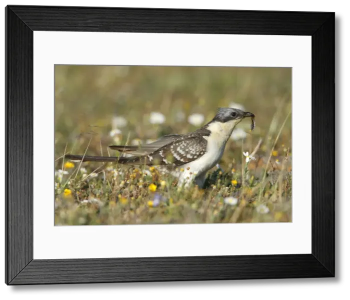 Framed Print : Great Spotted Cuckoo - with caterpillar in beak, Herdade de Sao Marcos Great Bustard Reseve and NP, beside township Castro Verde, Alentejo, Portugal Framed Print : Great Spotted Cuckoo - with caterpillar in beak, Herdade de Sao Marcos Great Bustard Reseve and NP, beside township Castro Verde, Alentejo, Portugal