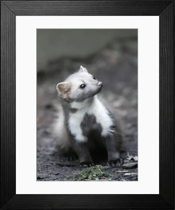 Framed Print : Beech  /  Stone Marten - portrait showing white markings on front of animal, Hessen, Germany